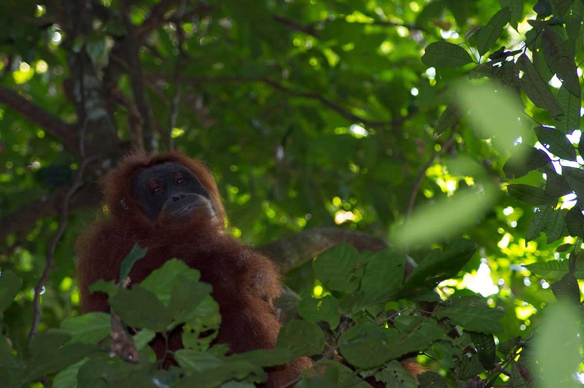 Bukit Lawang and Medan Package Tours
