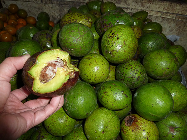 fresh avocado