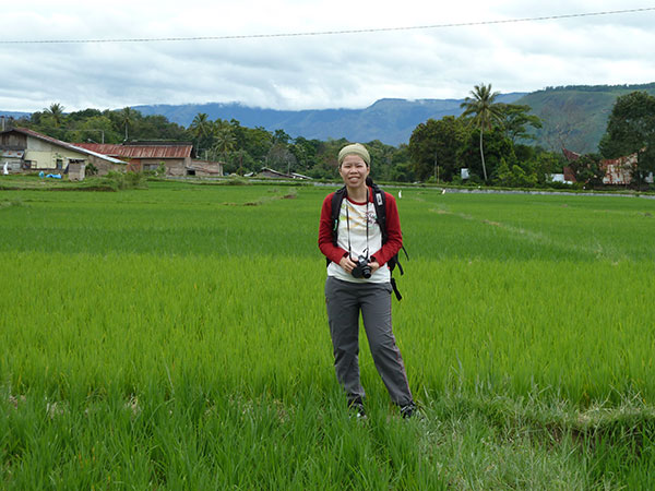 Padi fields